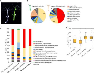 Symbiotic Algae of Hydra viridissima Play a Key Role in Maintaining Homeostatic Bacterial Colonization